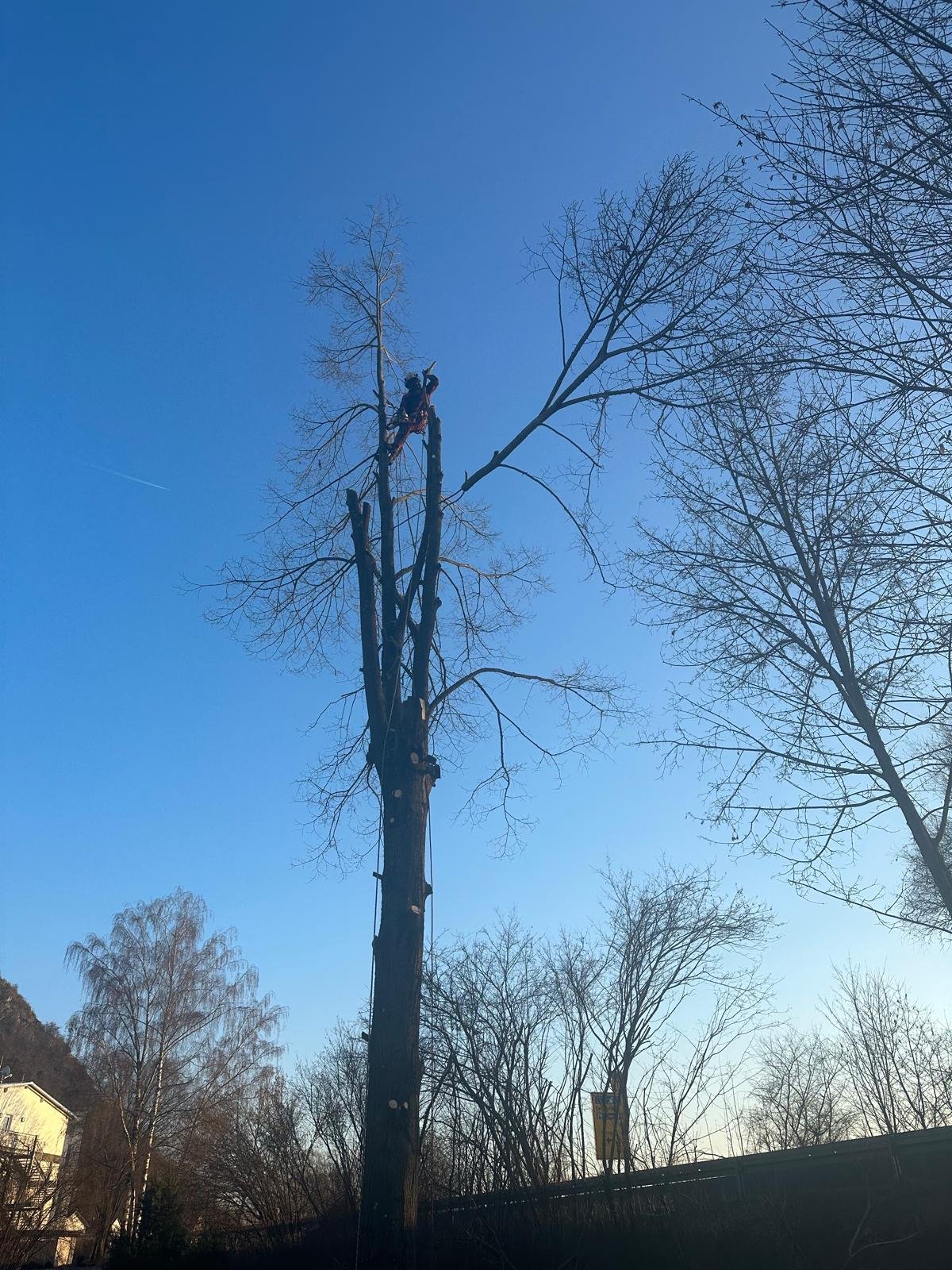 Baumfällung in großer Höhe